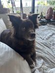 extrafamilj till min hund Halo