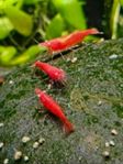 Neocaridina Räkor, FireRed OE! HÖG KVALITÉ!