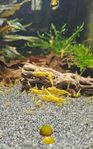 Neocaridina Räkor, UltraGold, SUPERFINA!
