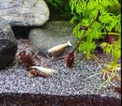 Caridina Räkor, Snow WhiteBee
