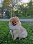 Pomeranian 