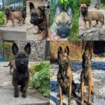 Valpar Malinois/Holländsk herdehund 