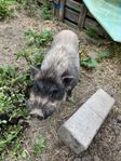 Minigris