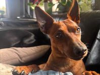 Dvärgpinscher hane