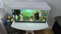 Akvarium komplett med fiskar 54 L