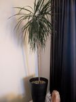 palm växt