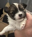 2 pojk valpar Russkiy Toy / Pomeranian 