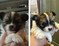 2 pojk valpar Russkiy Toy / Pomeranian 