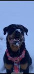 rottweiler intressekoll.