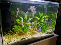 akvarium 