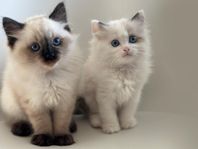 Ragdoll kattungar 