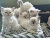 Ragdoll kattungar