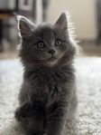 Norsk Skogkatt/Main Coon Kattunge