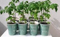 Jättefina tomatplantor 