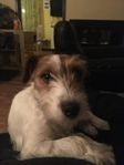 Ny familj/fodervärd sökes till Jack Russell i Malmö!