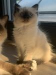 Birma/Ragdoll