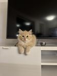 kattungar ragdol