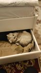 British korthår kastrat katt 