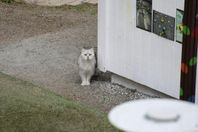 British korthår kastrat katt