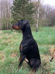 Dobermann Hane 20 månader 