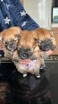 pomeranian valp 