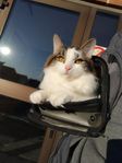 Norsk skogkatt
