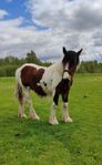 Irish cob hingst 1 år 