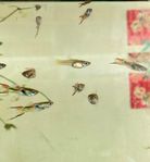 guppy endlers 