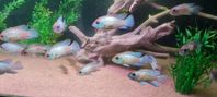 Blue Acara 