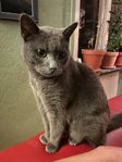 Äldre hankatt
