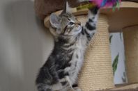 Norsk Skogkatt / Bengal - Superfin kattunge