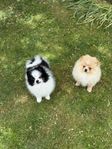 Pomeranian 