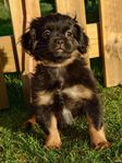 Härliga Spaniel mix valpar