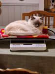 Ragdollhona 4 år, stamboksförd i Sverak