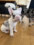 Fransk Bulldog Leveransklar 8v