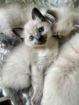 Ragdoll kattungar