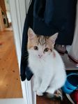 Kattunge 