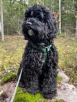 Cockerpoo