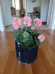 Blomkruka i betong