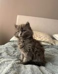 Kattungar 