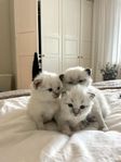 Helig Brima Kattungar