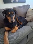 blandras dobberman/ Rottweiler 