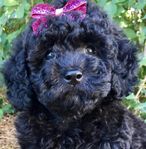 Shihpoo Tredje gen. Fällfria & Allergivänliga  