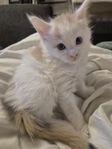 Maine Coon kattungar med Stamtavla