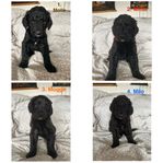 Multigen labradoodle valpar