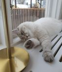 Katt/ Neva Masquerade hona – 2 år, kastrerad och barnvan