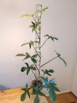 Pedatum Philodendron växt 
