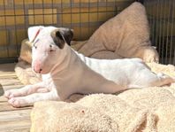 Bullterrier valp