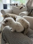 Ragdoll katt med två kattungar 