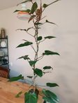 Kopparranka Philodendron Växt